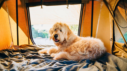 Overlanding With Dogs. Dog in a 4wd roof top tent enjoying the view. I Go Overland Blog.